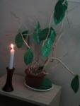 20090911_102926_emlekezes.jpg
